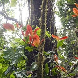 Cloud forest vegetation, Monteverde, Puntarenas Province, Costa Rica, Central America