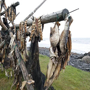 Cod on a drying rack, Iceland, Europe