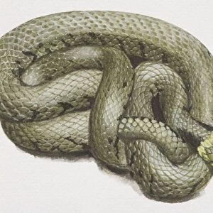 Coiled green snake (Serpentes), high angle view