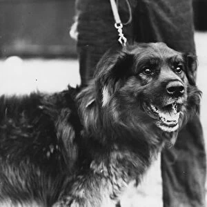 Colonel, a breed of Husky and Newfoundland, chosen for Sir Ernest Shackletons Trans-Antarctic Expedition