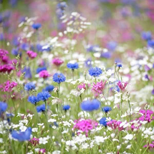 A colourful and bright summer flower meadow in soft sunshine