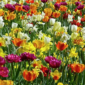 Colourful tulips and daffodils, Mainau, Konstanz, Baden-Wurttemberg, Germany