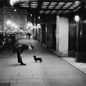 Commissionaire's Dog