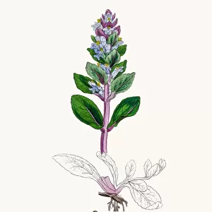 Common Bugle plant