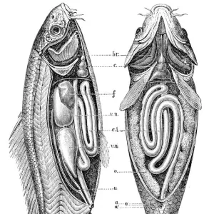 Common carp anatomy