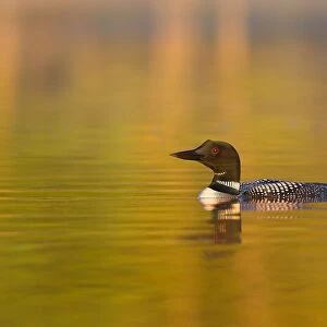 Common loon in morning