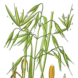common oat