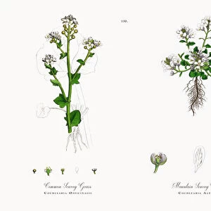 Common Scurvy Grass, Cochlearia Officinalis, Victorian Botanical Illustration, 1863