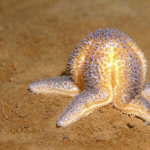 Common Starfish or Common Sea Star -Asterias rubens-, White Sea, Karelia, Arctic, Russia