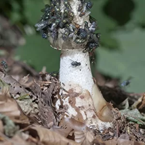 Common Stinkhorn -Phallus impudicus-, Untergroeningen, Baden-Wuerttemberg, Germany, Europe