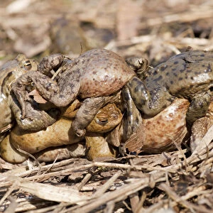 Common Toad or European Toad -Bufo bufo-, several males in amplexus with a female, mating process, Thuringia, Germany