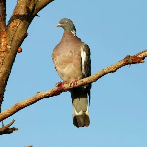 Common Wood Pigeon -Columba palumbus- perched on a branch, Baltic Sea island of Fehmarn, Schleswig-Holstein, Germany, Europe