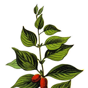Cornus mas (Cornelian cherry, European cornel or Cornelian cherry dogwood)