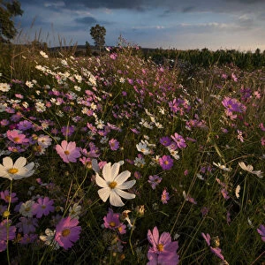Cosmos wildflowers (Bidens formosa) at sunset in a farm field in Magaliesburg, Gauteng Province, South Africa