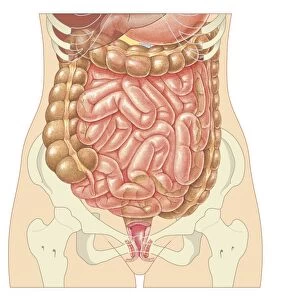 Cross section biomedical illustration of large and small intestine and pelvis in adult female
