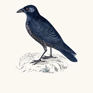 Crow bird