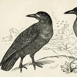 Crow bird engraving 1851