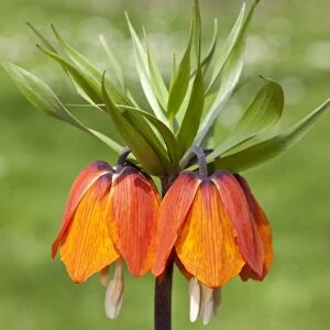 Crown Imperial Fritillary, Crown Imperial or Kaisers Crown -Fritillaria imperialis- Orange Brilliant