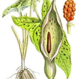 Cuckoo Pint poison plant engraving 1857