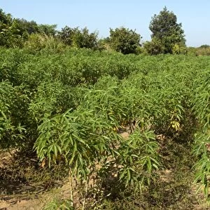 Cultivation of Cassava or Manioc -Manihot esculenta-, Siem Reap, Cambodia, Southeast Asia