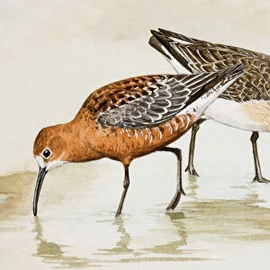 Sandpipers Collection: Related Images