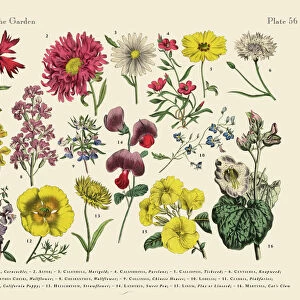 Cyclamen Plants, Victorian Botanical Illustration