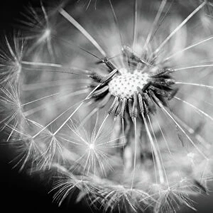 Dandelion macro photography on white and black dramatic abstract nature background. Dark meadow under sunlight
