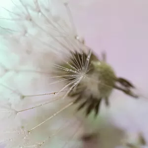 Dandelion seeds taken in macro photography