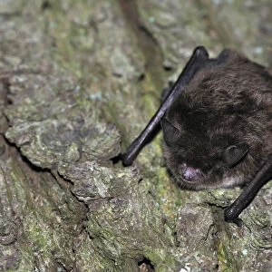 Daubentons Bat -Myotis daubentonii-, hanging on a tree trunk, woods near Geesthacht, Schleswig-Holstein, Germany, Europe