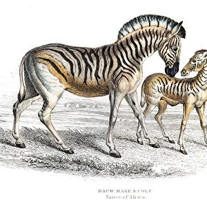 Dauw zebra and colt engraving