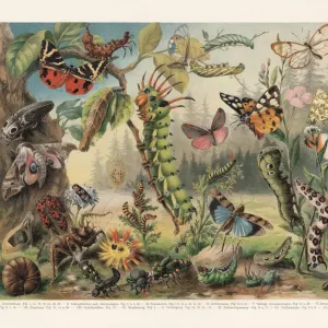 Hairy Tare, Vicia hirsuta, Victorian Botanical Our beautiful Wall Art ...