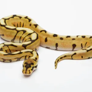 Desert Spider Ball Python Print - Royal Python Desert Spider Ball Python Print - Royal Python