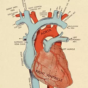 Diagram of Heart