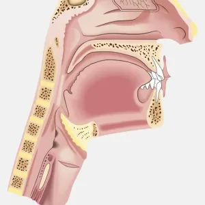 Diagram of nasal passages