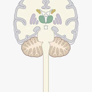 Digital cross section illustration of human brain
