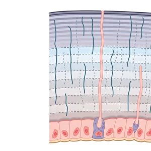Digital cross section illustration of procuticle divided into hardended exocuticle with many compacted fibres, more flexible endocuticle, and dermal glands in epidermis producing chemical repellents to deter predators