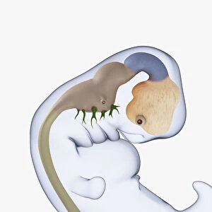 Digital illustration of 7 week old human embryo