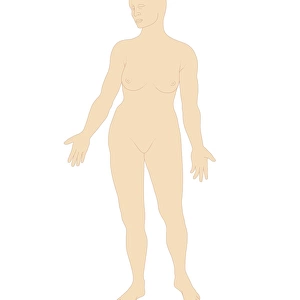 Digital illustration of body shape of naked adult woman, front view