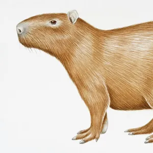 Realistic drawings Collection: Wildlife illustrations