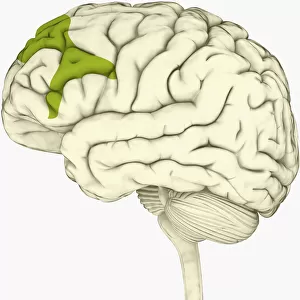 Digital illustration of lateral prefrontal cortex involved in decision making highlighted in green in human brain