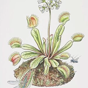 Dionaea muscipula, Venus Fly Trap, Dragon Fly caught in lobes of flowering plant and Housefly hovering near by