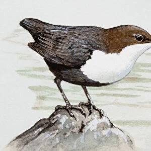 Dippers Poster Print Collection: Related Images