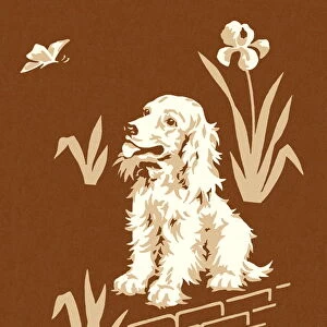 Dog on a Brown Background