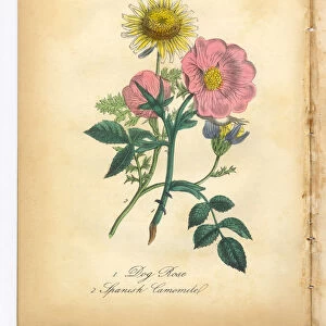 Dog Rose and Spanish Camomile Victorian Botanical Illustration