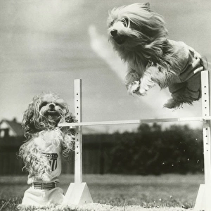 Dogs jumping over miniature high jump bar