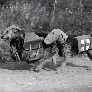 hulton-archive/fox-photo-library/dogs-war