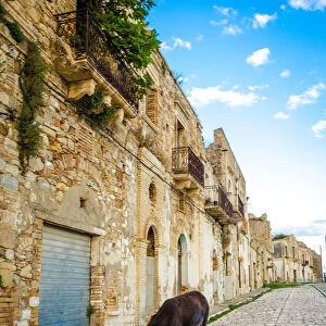 Donkey in Craco - The ghost town