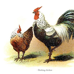 Dorking chicken chromolithography 1882