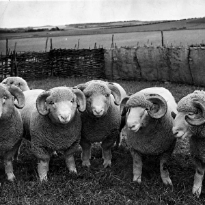 Sheep Mounted Print Collection: Dorset Sheep