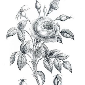 Double rose engraving 1898